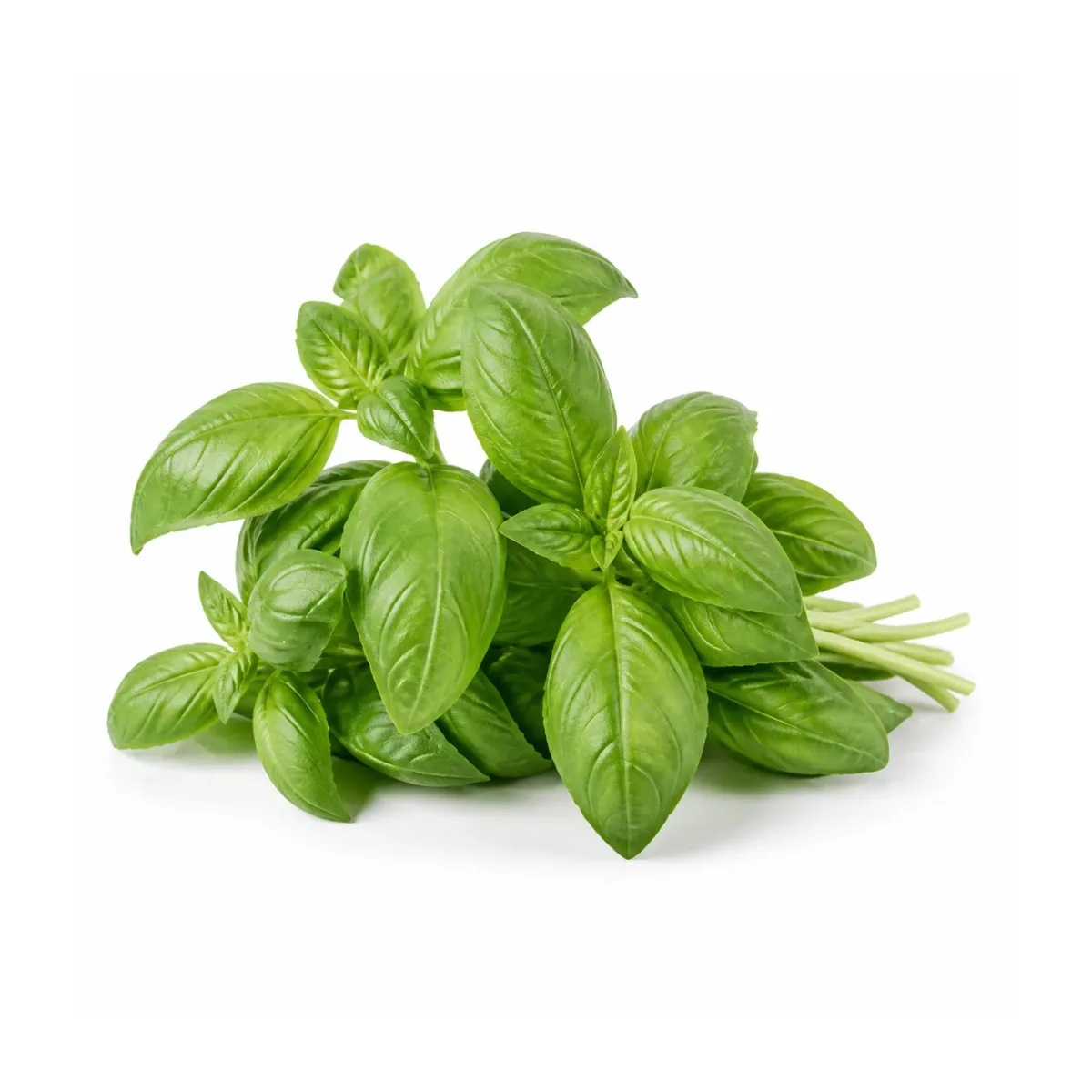 Herbs