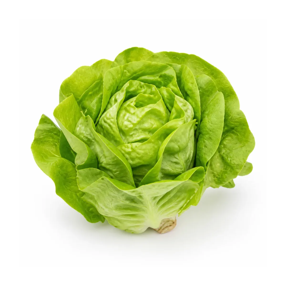 Lettuces